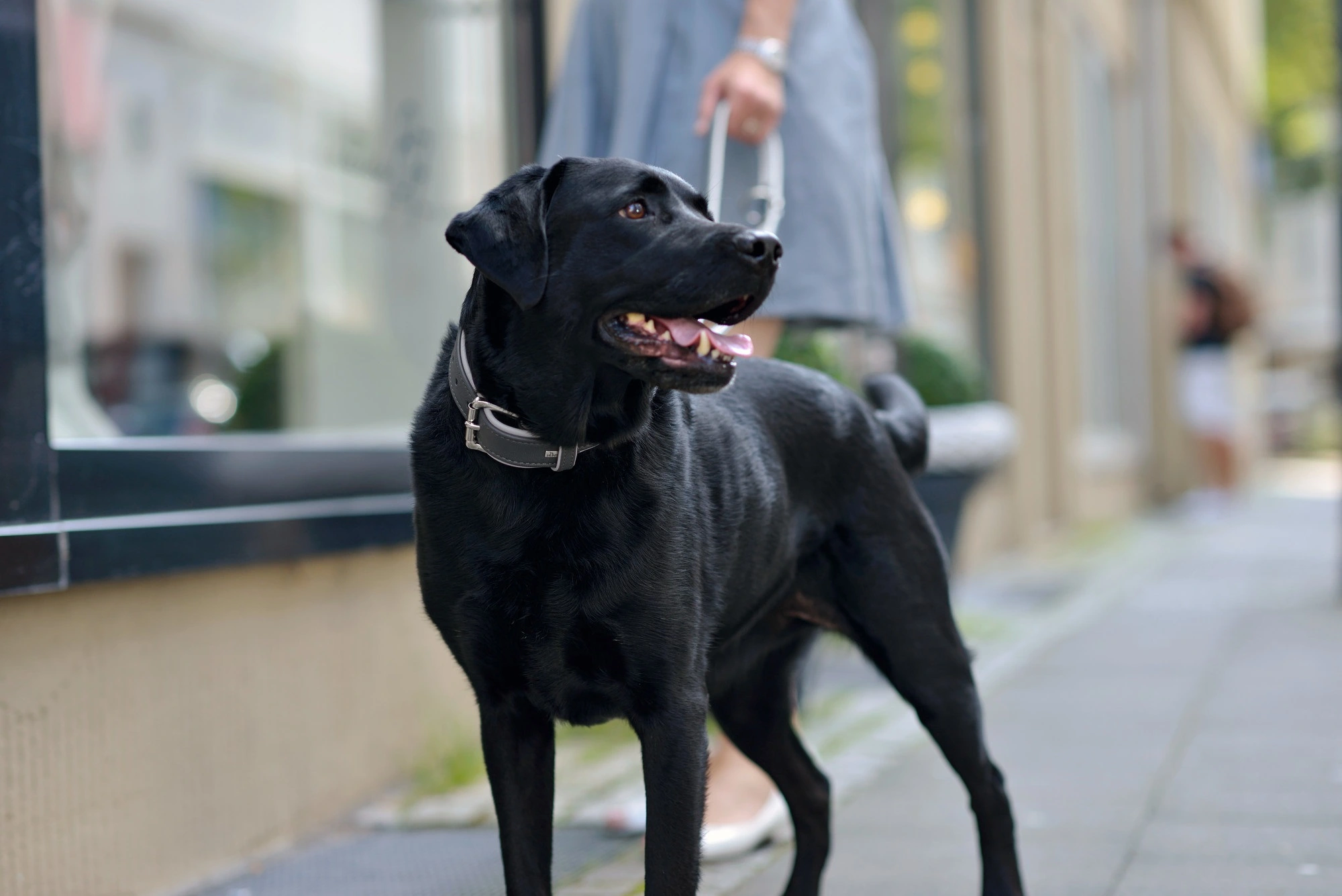 Hunter Hundehalsbånd læder Canada Elg Grå 30 - 21-25 cm